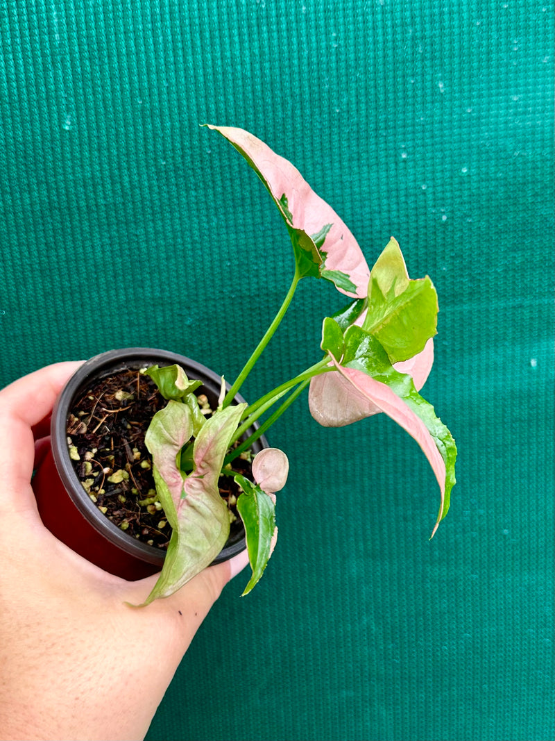 Syngonium ‘Beauty’