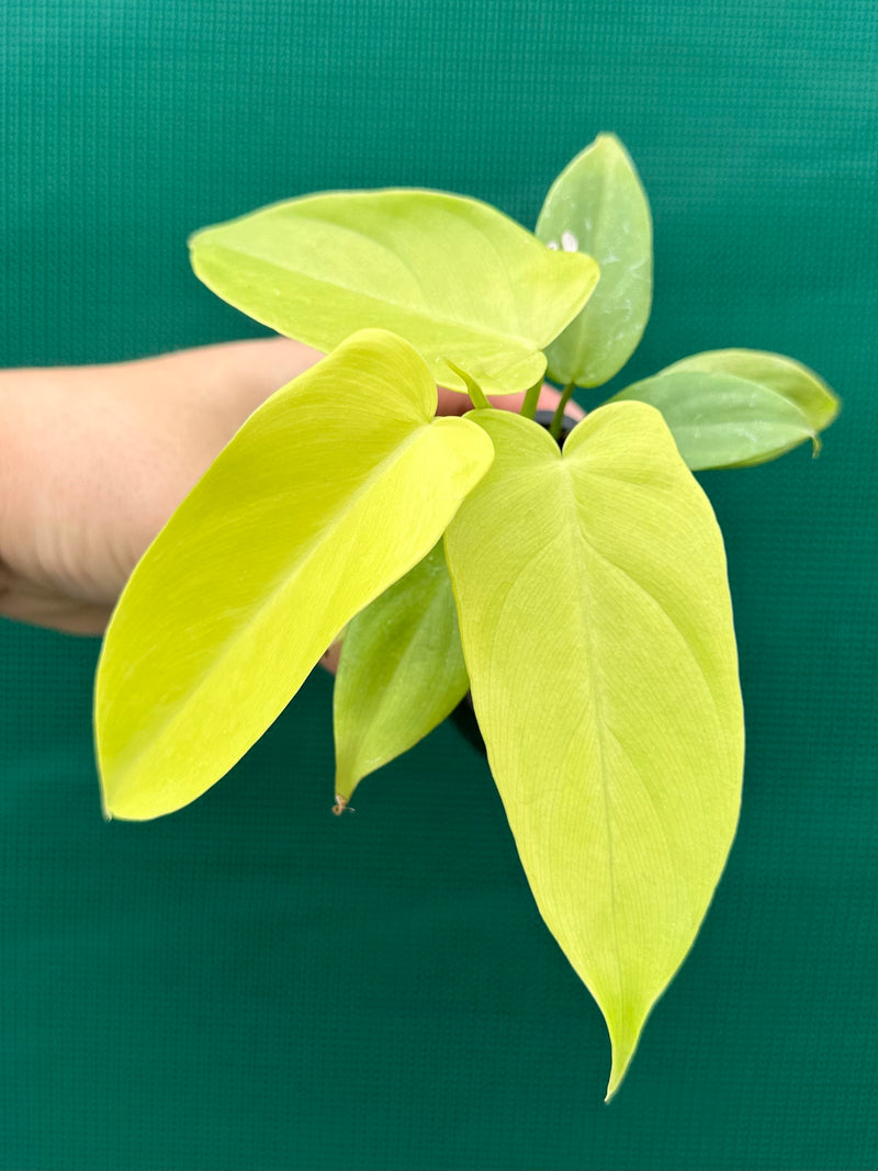 Philodendron Bipennifolium Aurea 'Golden Violin'