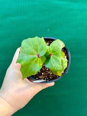 Begonia ‘Bleeding Heart’