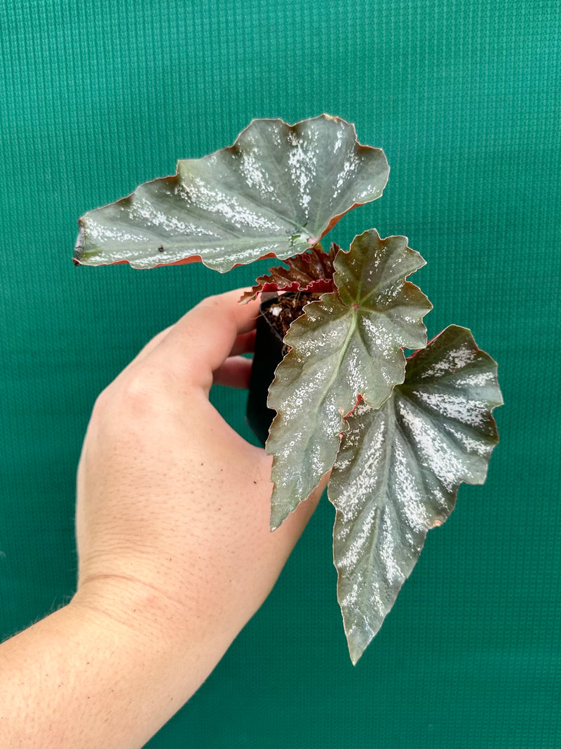 Begonia ‘Coccinea Tree Pink’