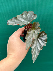 Begonia ‘Coccinea Tree Pink’