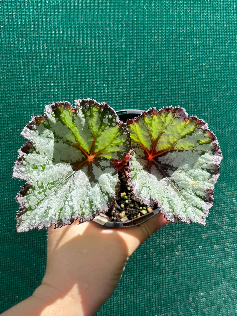 Begonia ‘Australian Fair’ NEW