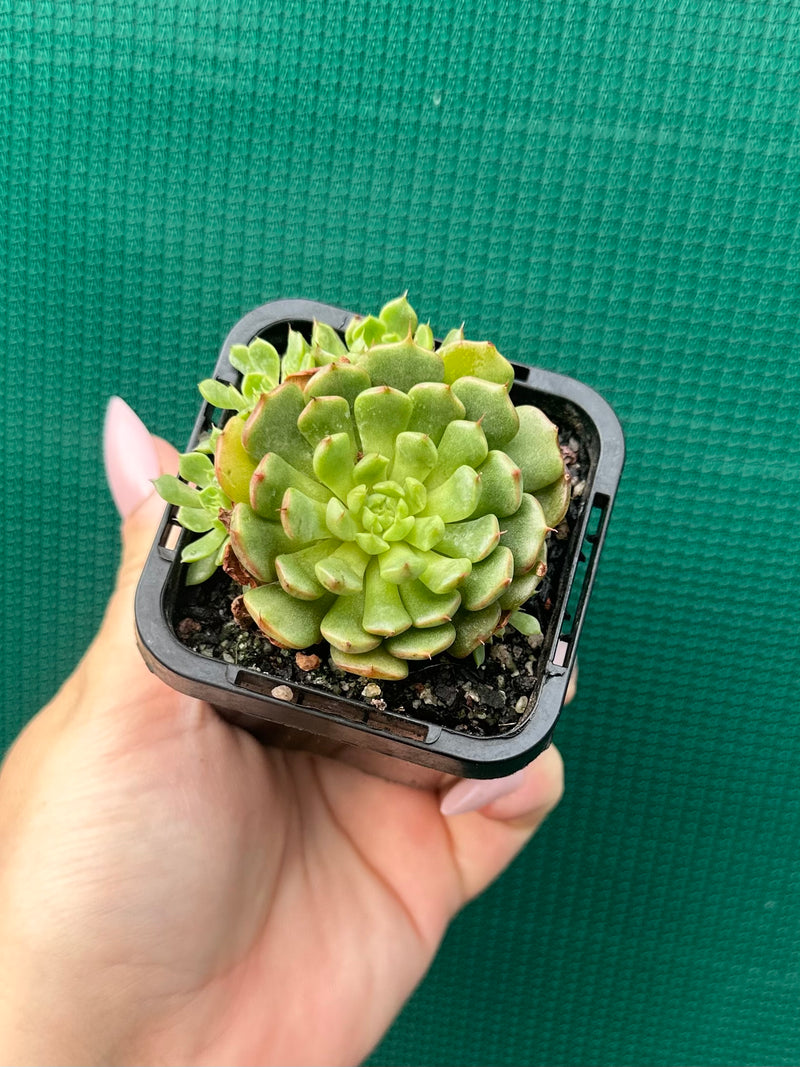 Echeveria ‘Minima White’