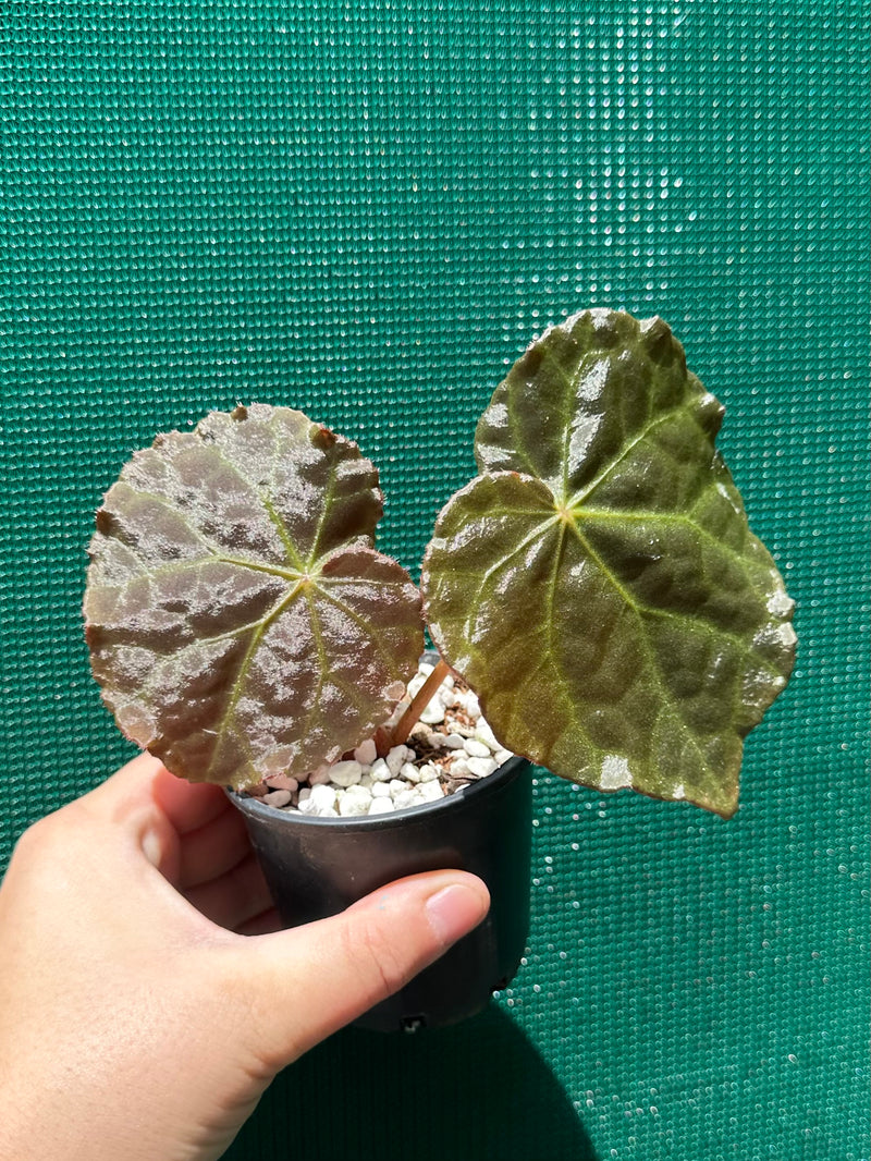 Begonia mumtaz