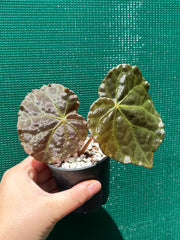 Begonia mumtaz