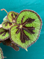 Begonia variegata