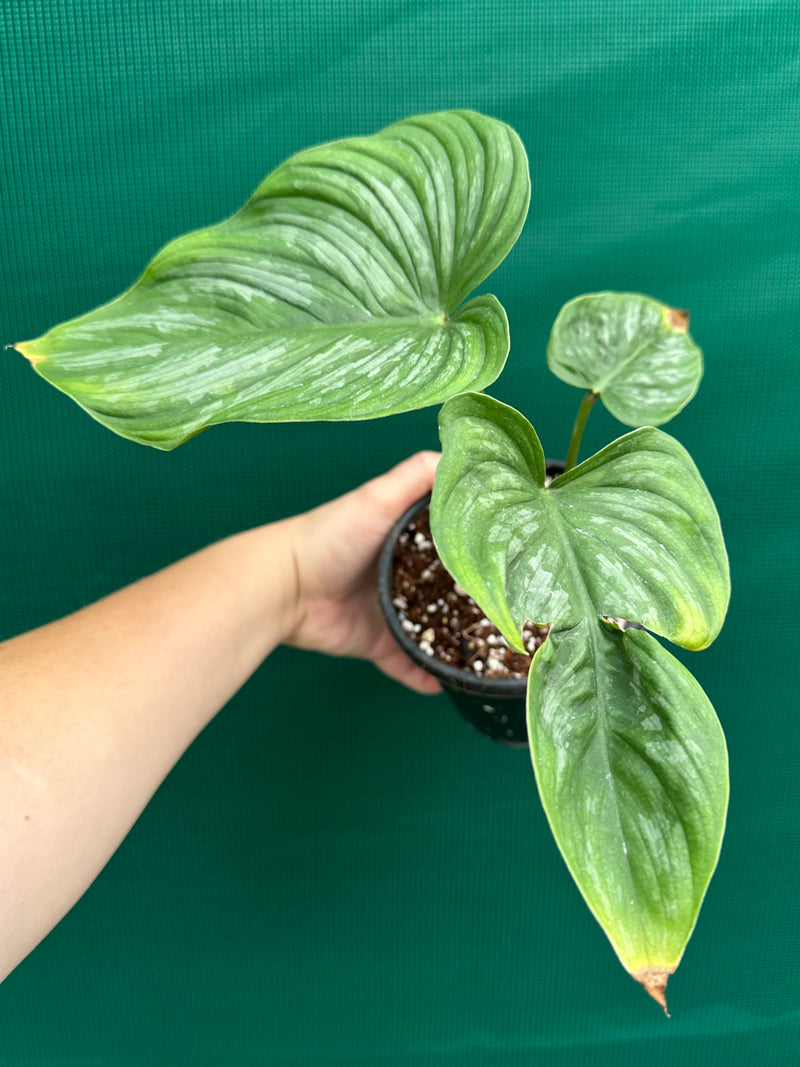 Philodendron ‘Mamei’