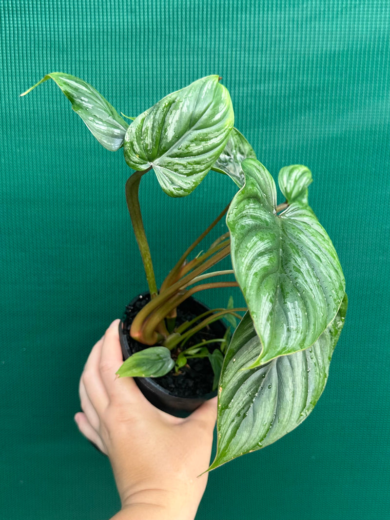 Philodendron Plowmanii ‘Narrow Form’