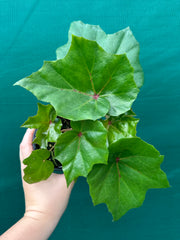 Begonia ‘Bleeding Heart’