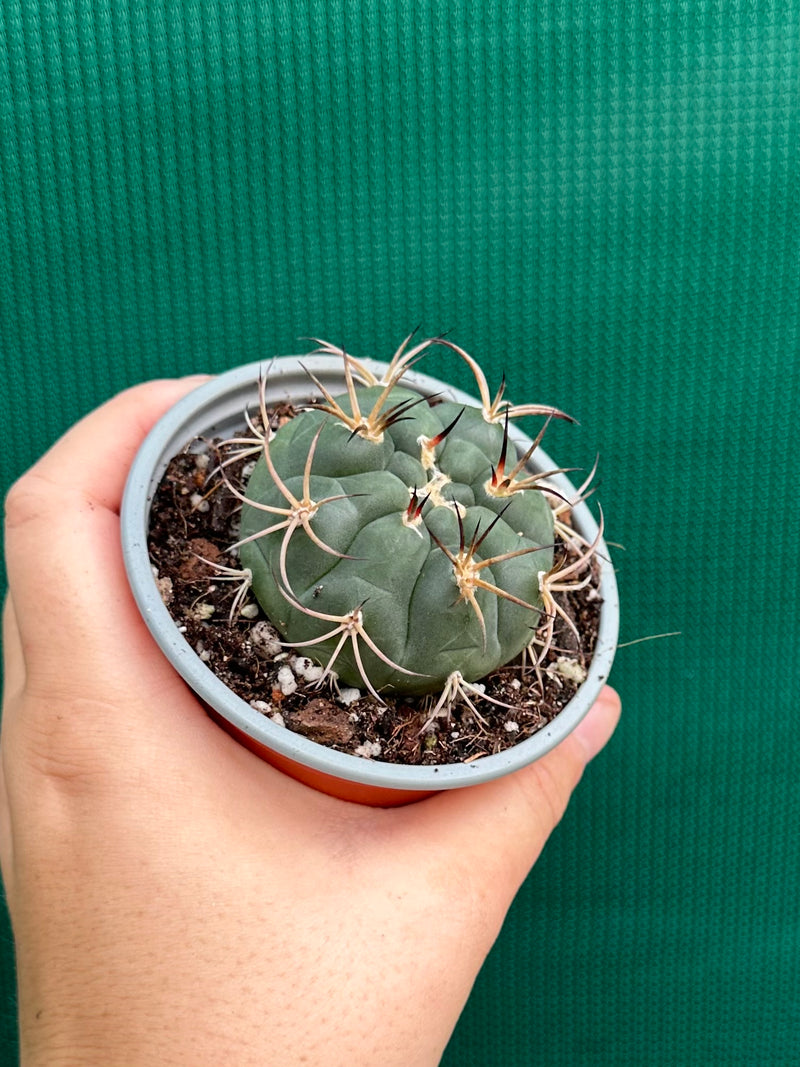 gymnocalycium (assorted)