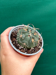 gymnocalycium (assorted)