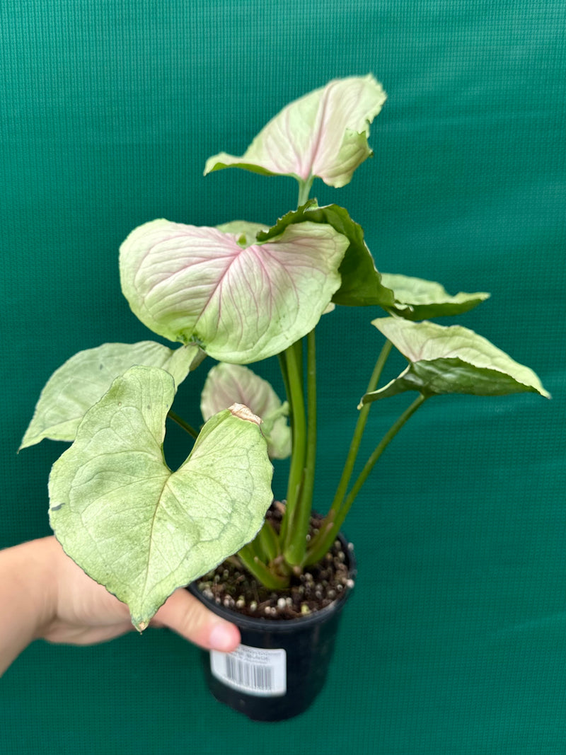 Syngonium ‘Roxanne’