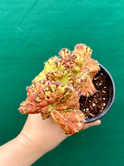 Begonia ‘Russet Queen’