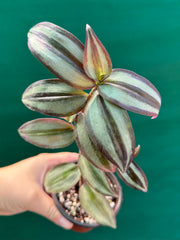 Tradescantia ‘Zebrina’