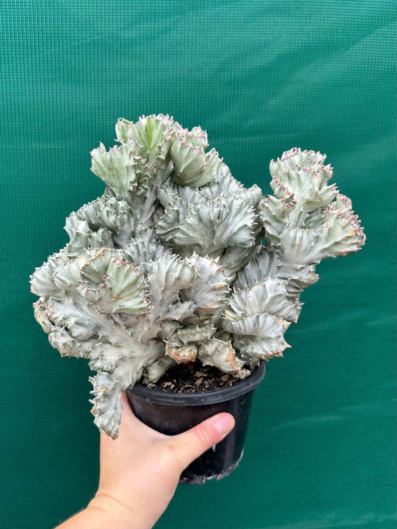 Euphorbia Lactea f. cristata Variegata