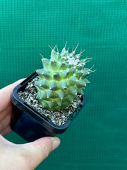 Mammillaria polythele 'Toluca'