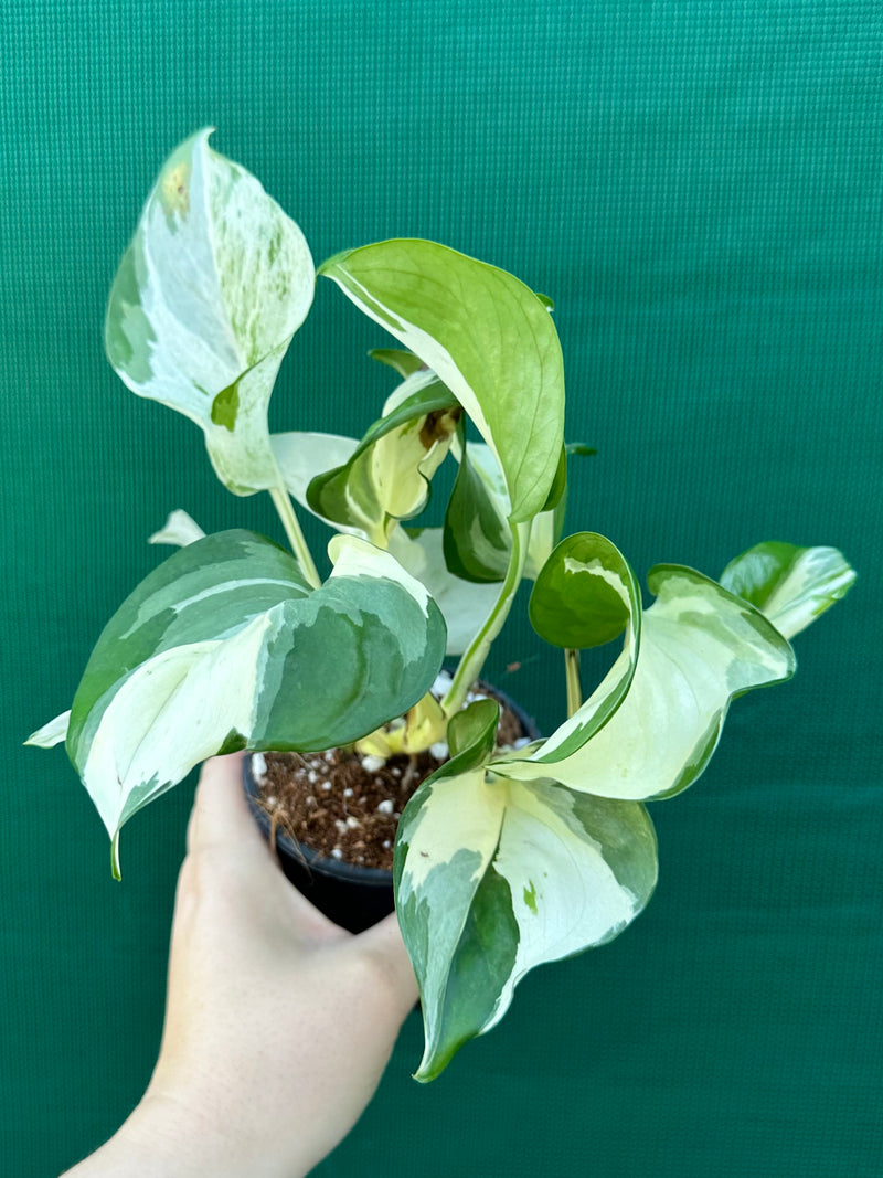 Epipremnum Aureum ‘Manjula