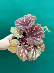 Begonia ‘Hot Pink Spotty’ NEW