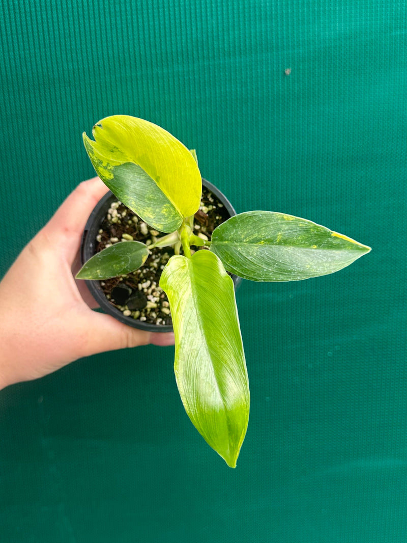 Philodendron ‘Domesticum Variegated’ NEW