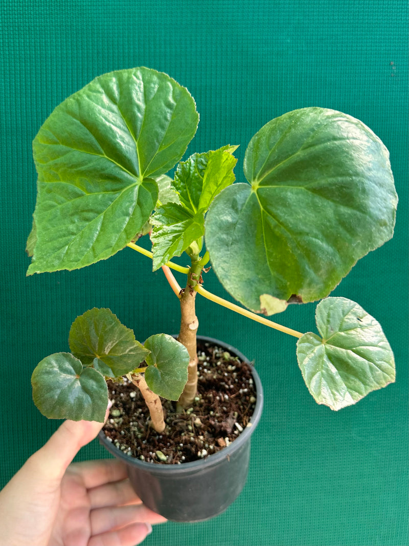 Begonia NOID (thick stem type) NEW