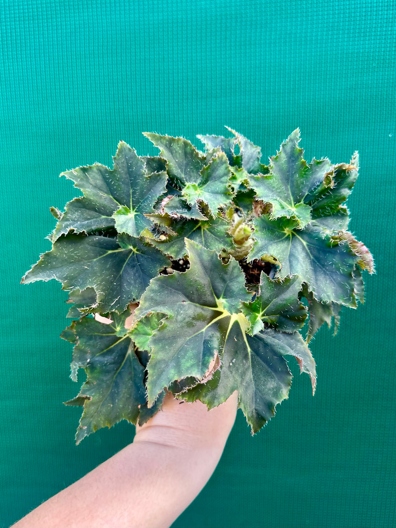 Begonia ‘Honey Amber’