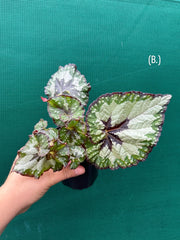 Begonia ‘Green Shadow’ NEW