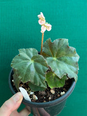 Begonia ‘RB Hybrid 653’