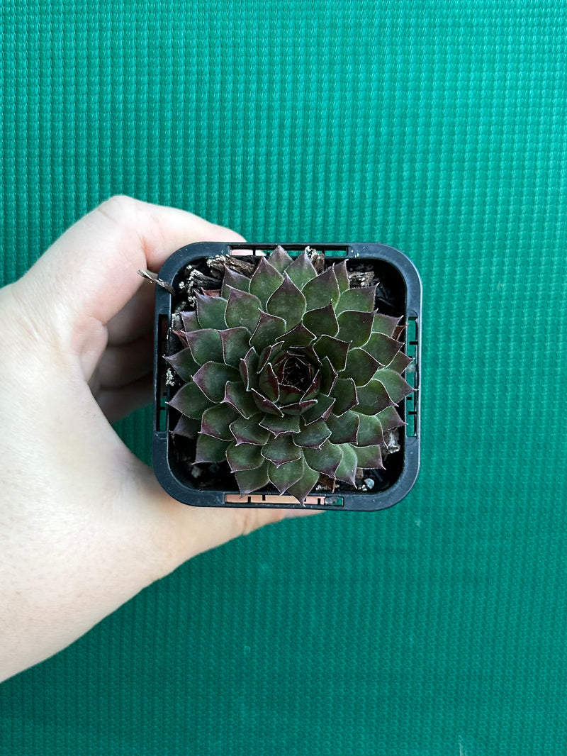 Sempervivum ‘Pacific Red Rose’