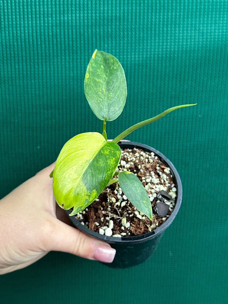 Philodendron ‘Domesticum Variegated’ NEW