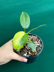 Philodendron ‘Domesticum Variegated’ NEW