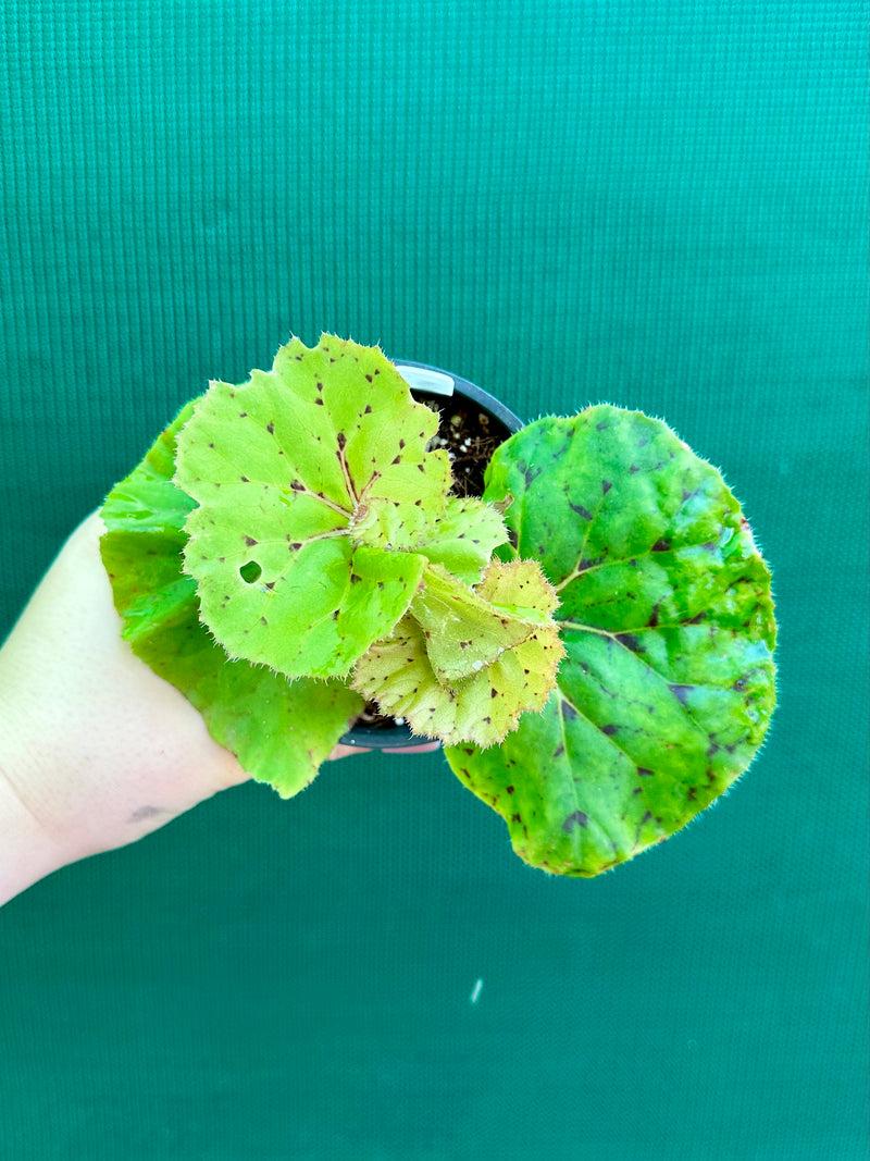 Begonia ‘Wild Oats’