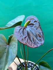 Anthurium NOID 1 NEW