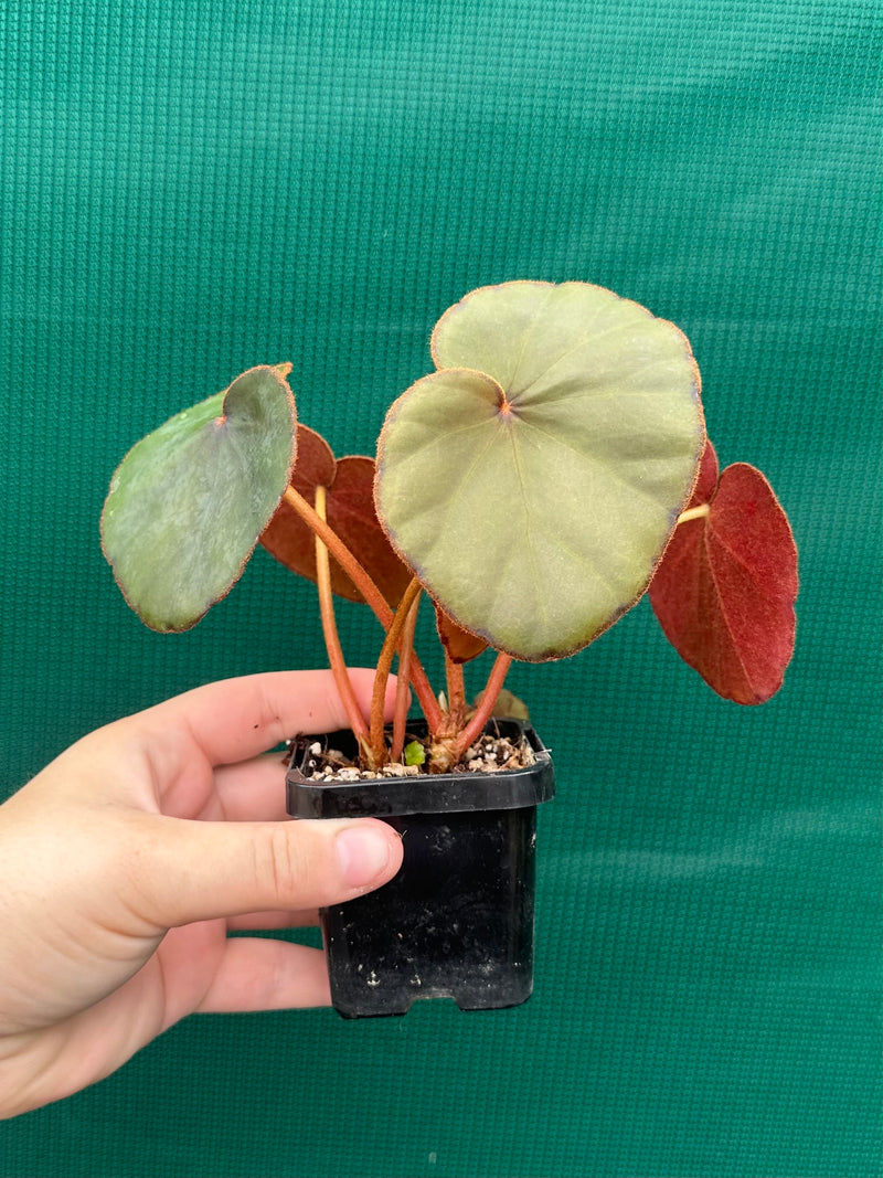 Begonia Lyman-Smithii NEW