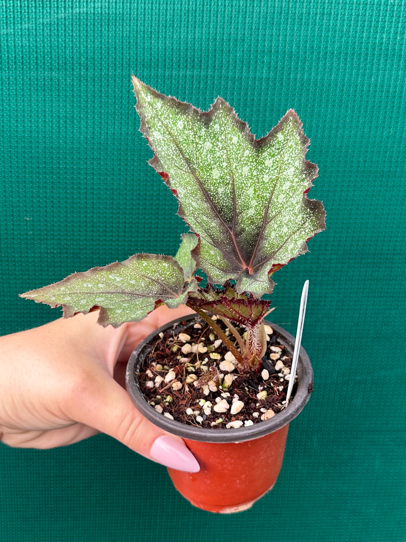 Begonia ‘Dark Whisper’