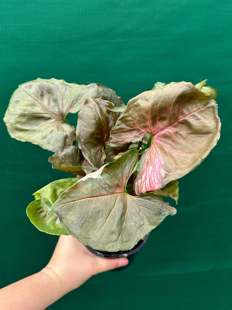 Syngonium 'Strawberry Ice’