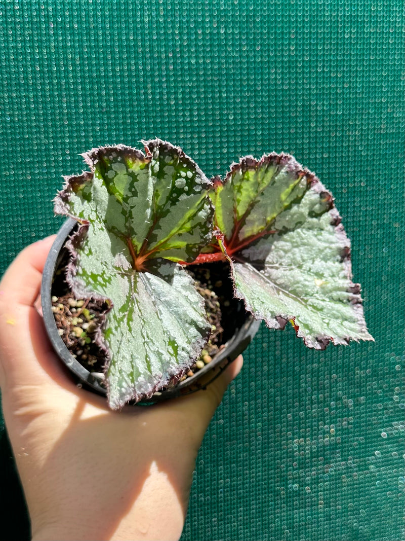 Begonia ‘Australian Fair’ NEW