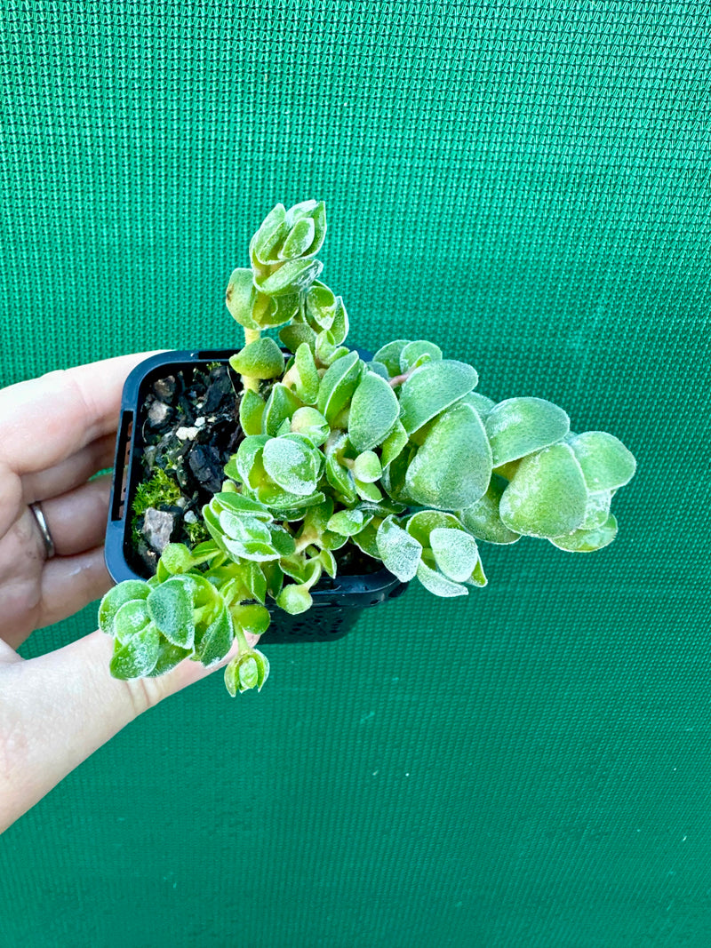 Crassula ‘Ivory Pagoda’