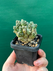 Matucana Polzii