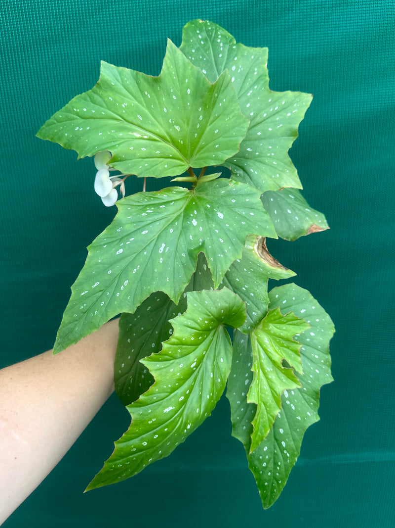 Begonia ‘Sophie Cecile’