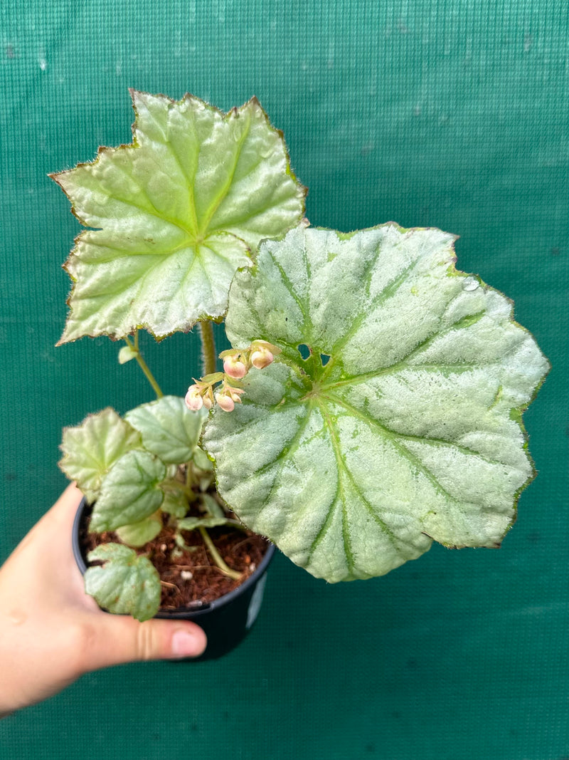 Begonia ‘Bundy Silver’ NEW