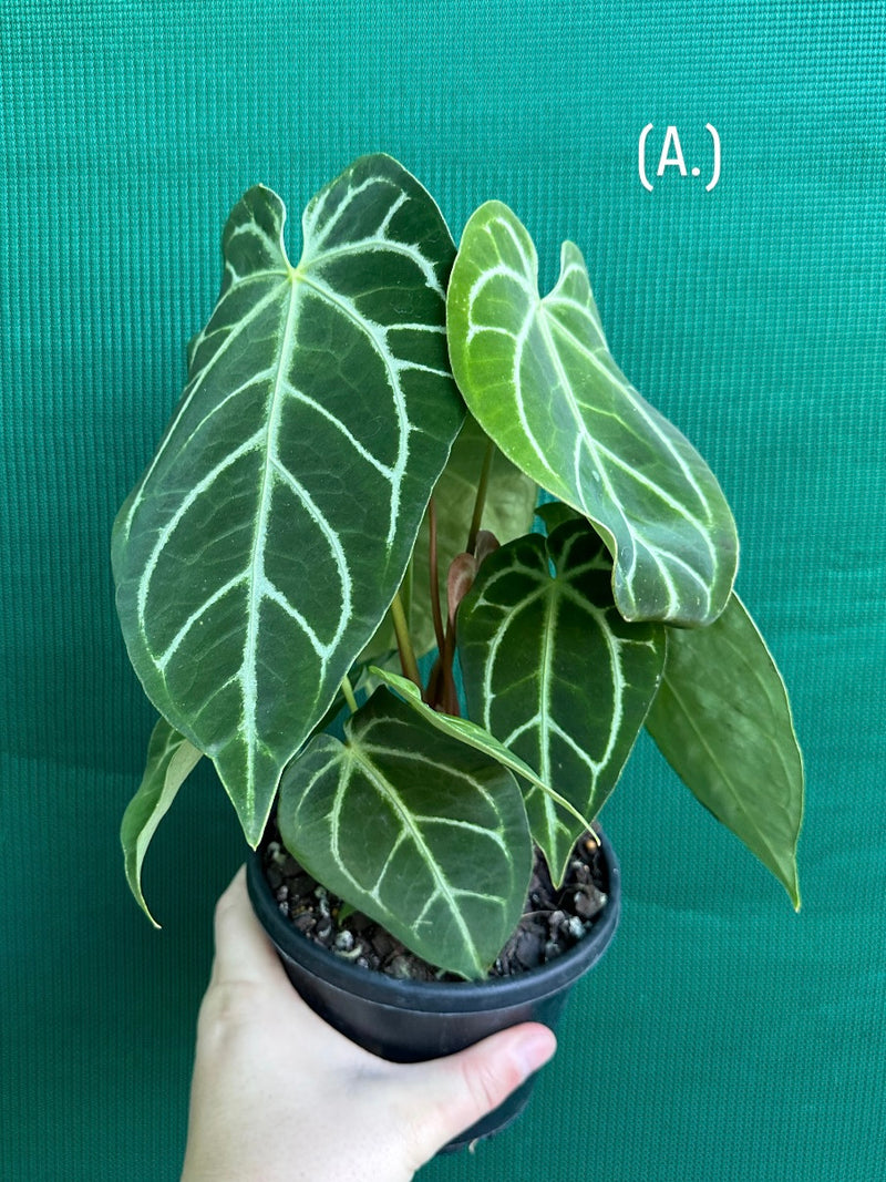 Anthurium Crystallinum x. Regale