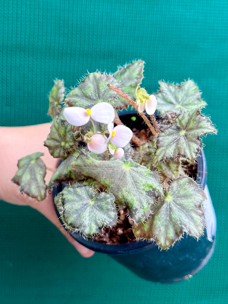 Begonia ‘Warden Bend’