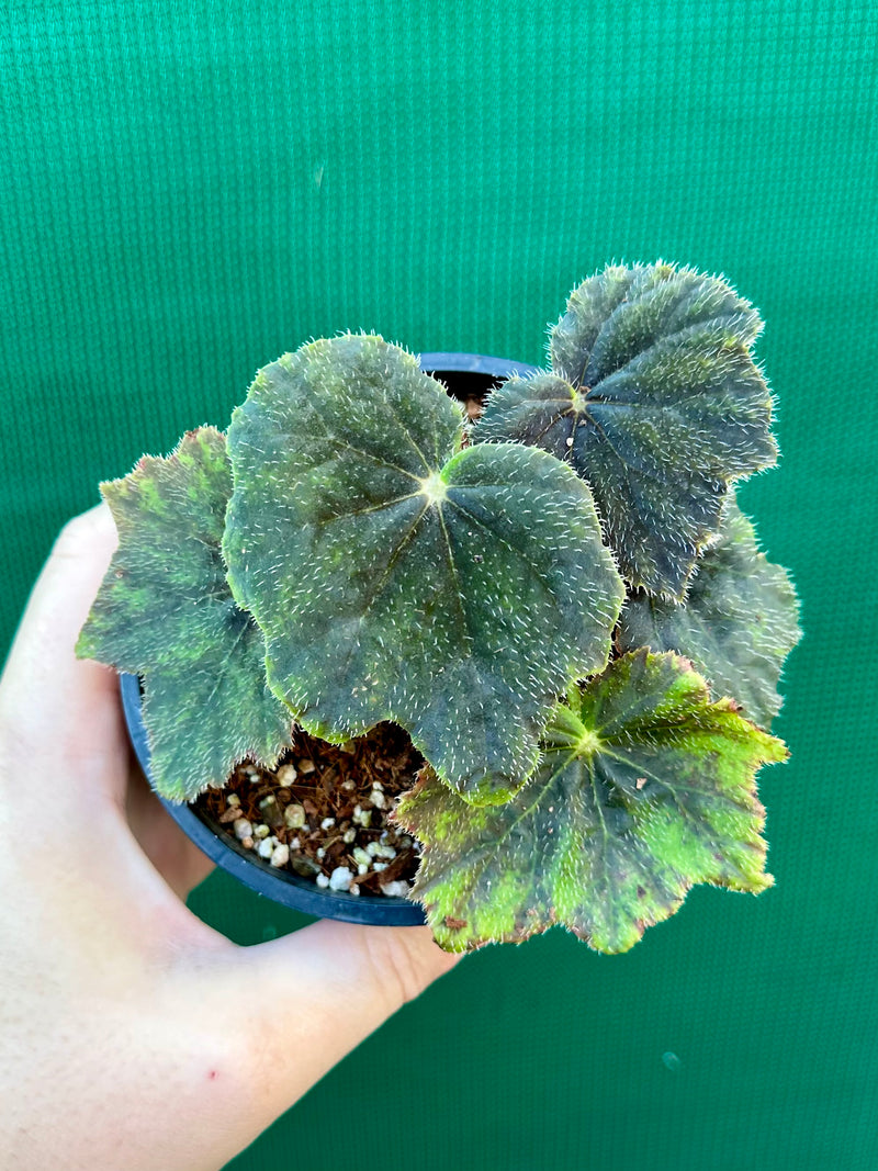 Begonia ‘Velvet’