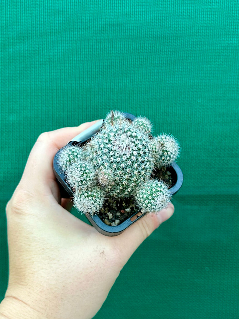 Parodia scopa var splendens