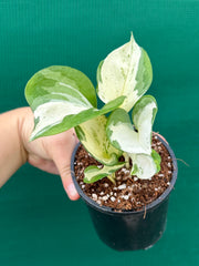 Epipremnum Aureum ‘Manjula