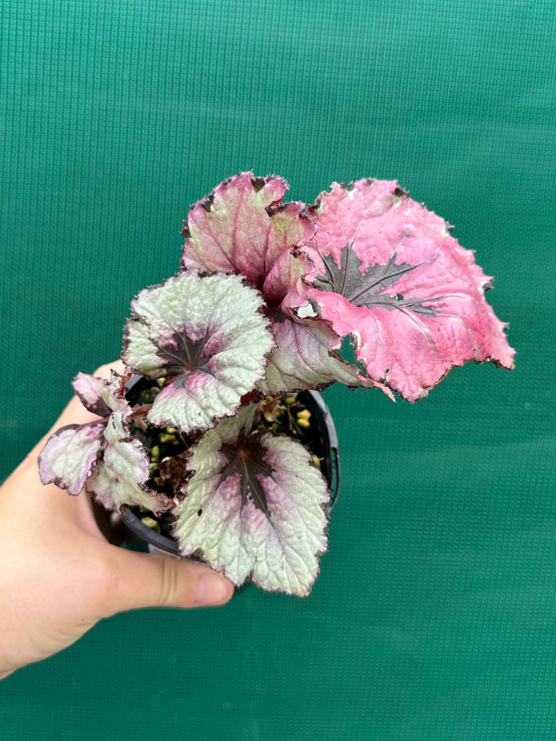 Begonia ‘Kotubuki’