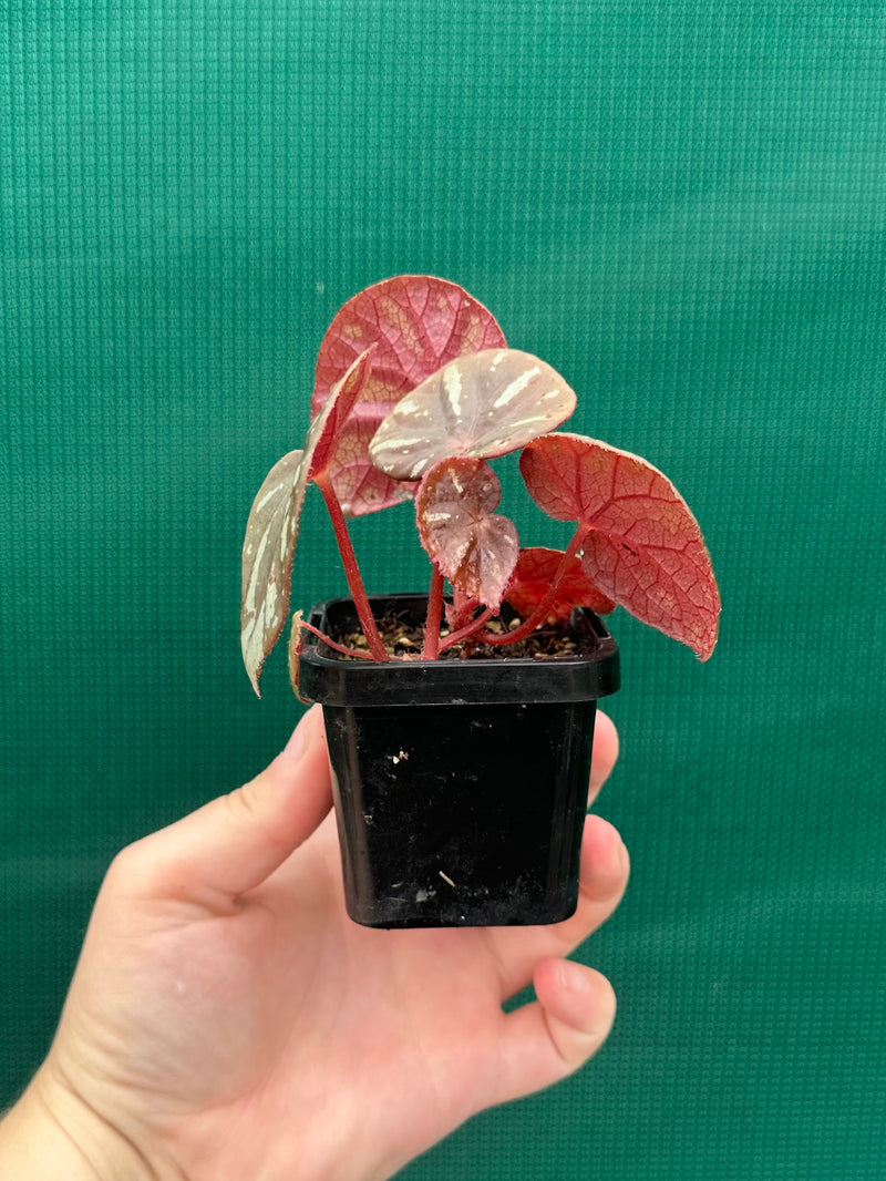 Begonia balansana NEW