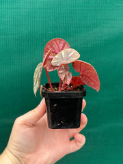 Begonia balansana NEW