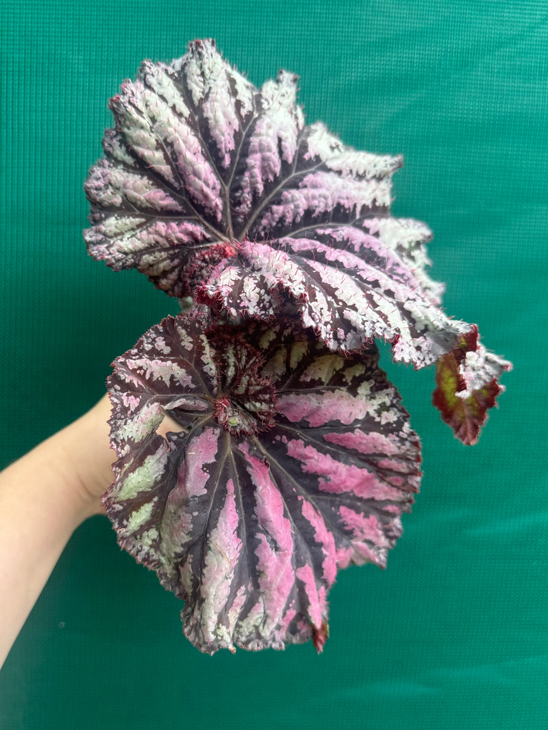 Begonia ‘Sun Seeker’ NEW