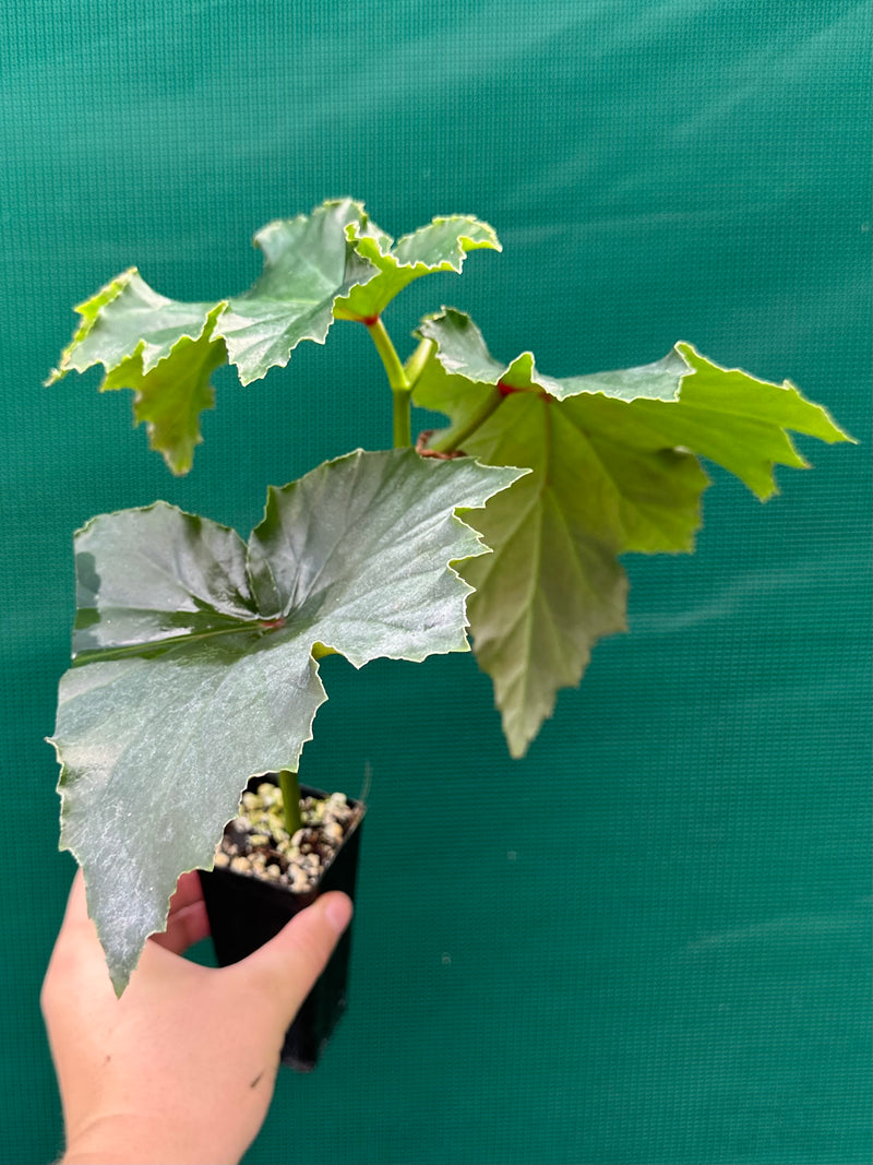 Begonia ‘Irene Nuss’